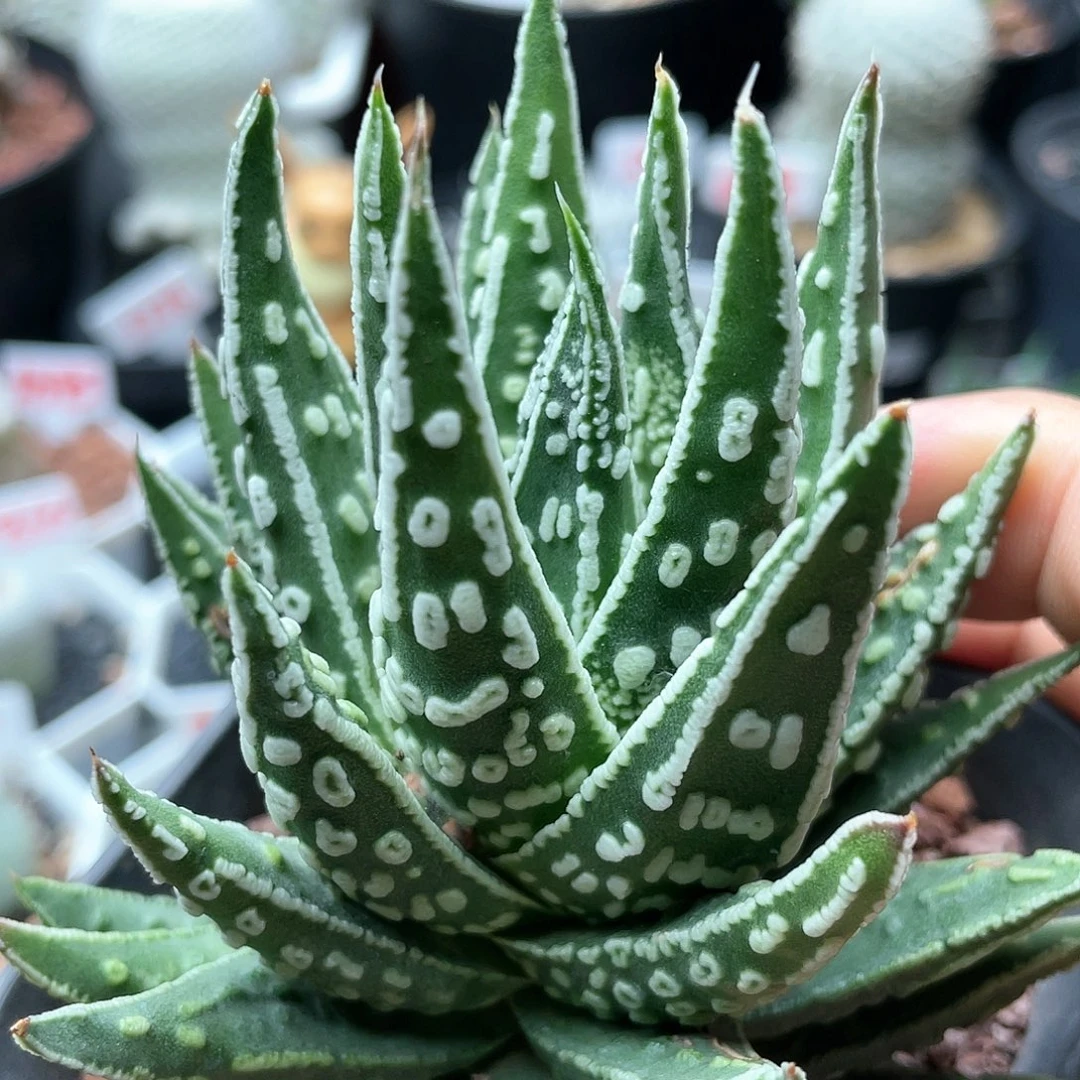 实生天守星座 特价仙人球
