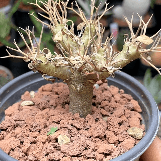 实生黑鬼殿仙人球多肉植物11