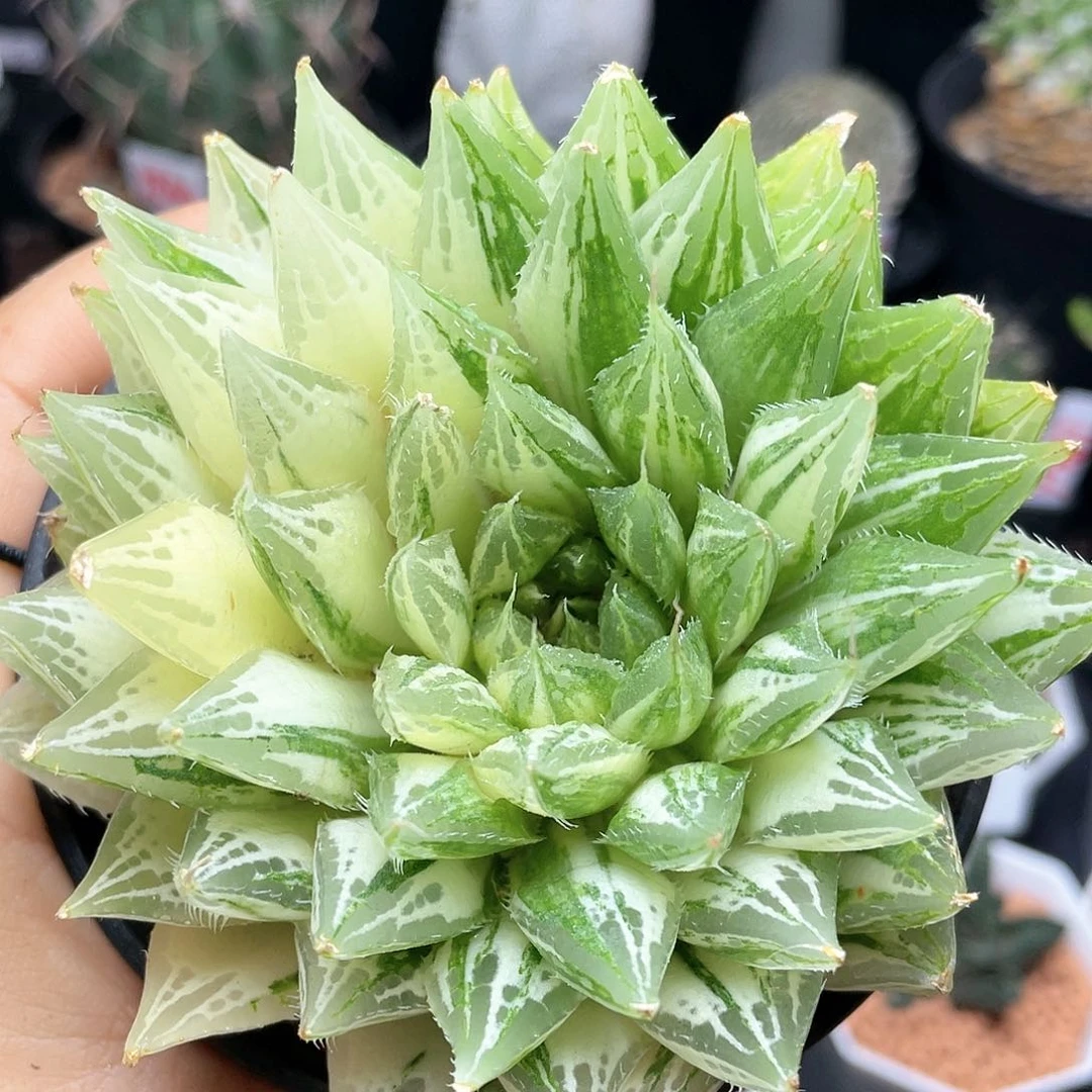 实生手捧花玉露锦仙人球