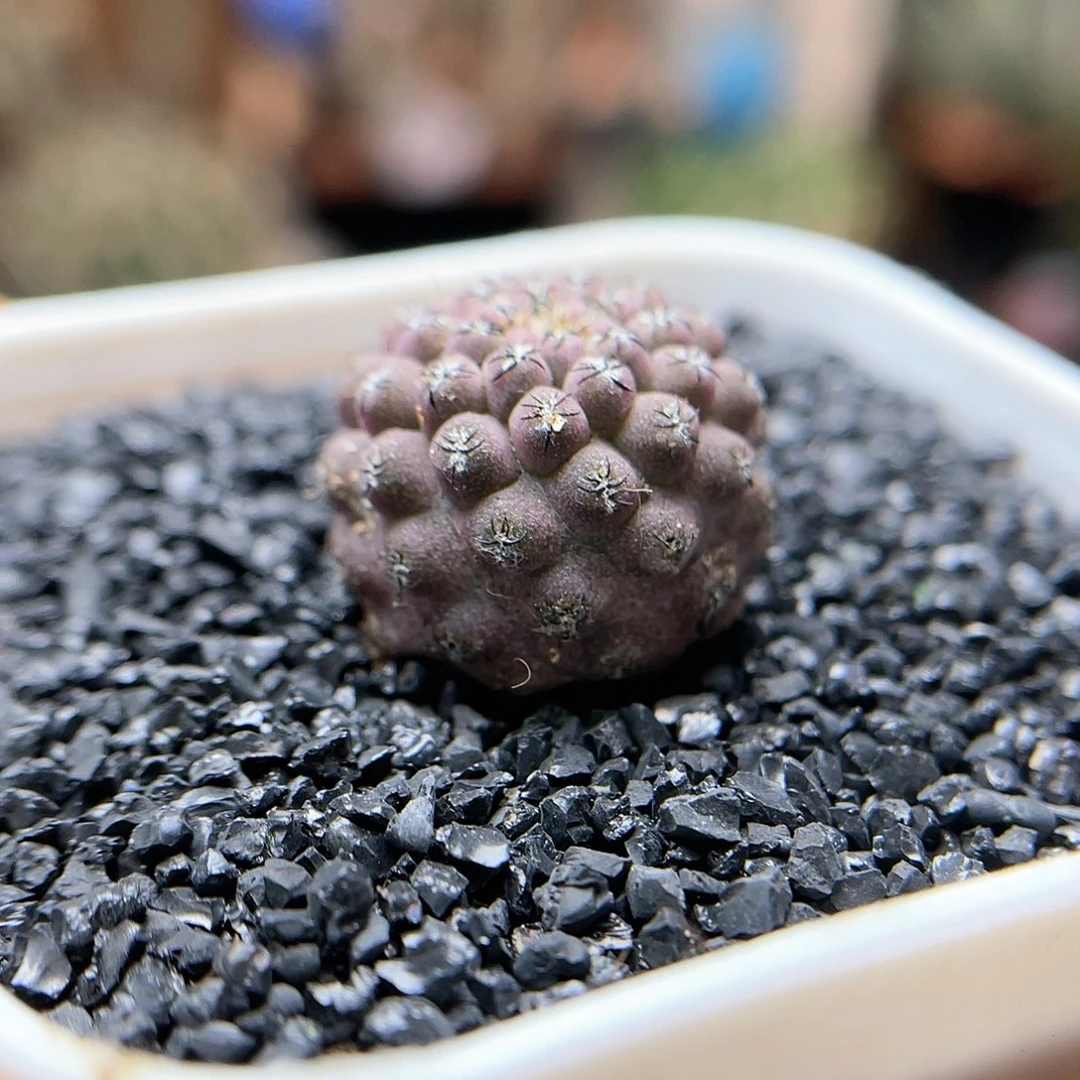 1***?实生紫豹头仙人球2专拍