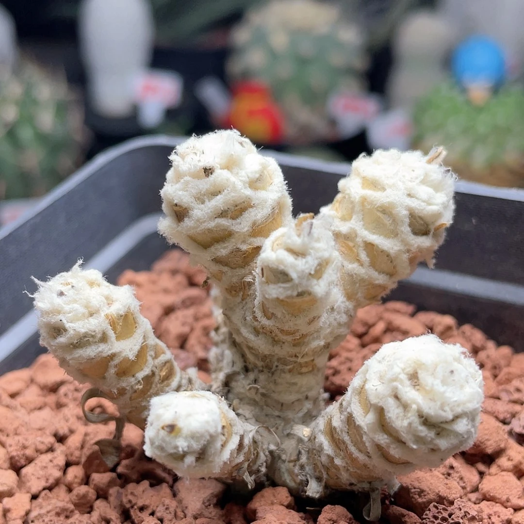 实生7头雪顶刨花厚敦菊