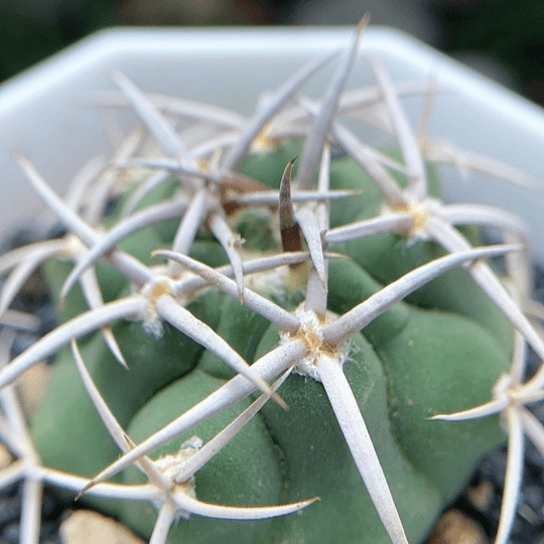 实生狂刺碧岩玉仙人球2