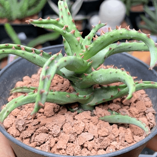 实生卡萨帝芦荟仙人球
