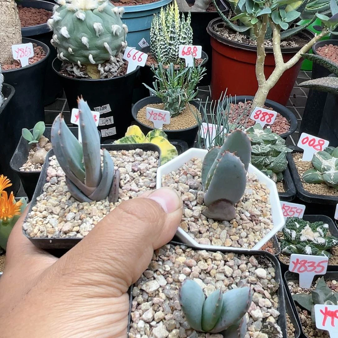 酱**麦粉丝专拍仙人球多肉