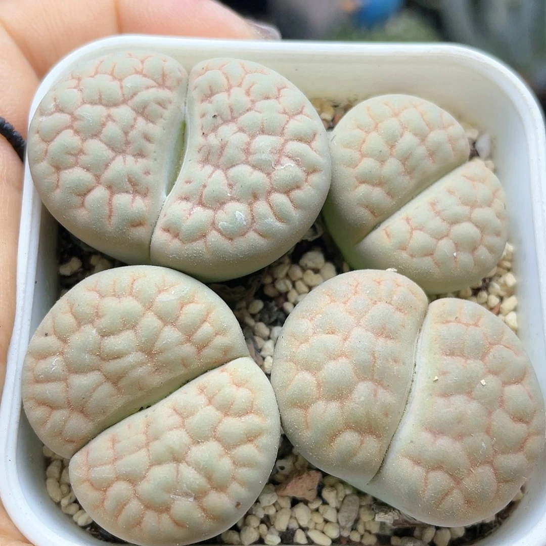 黄体黄巴里母本生石花