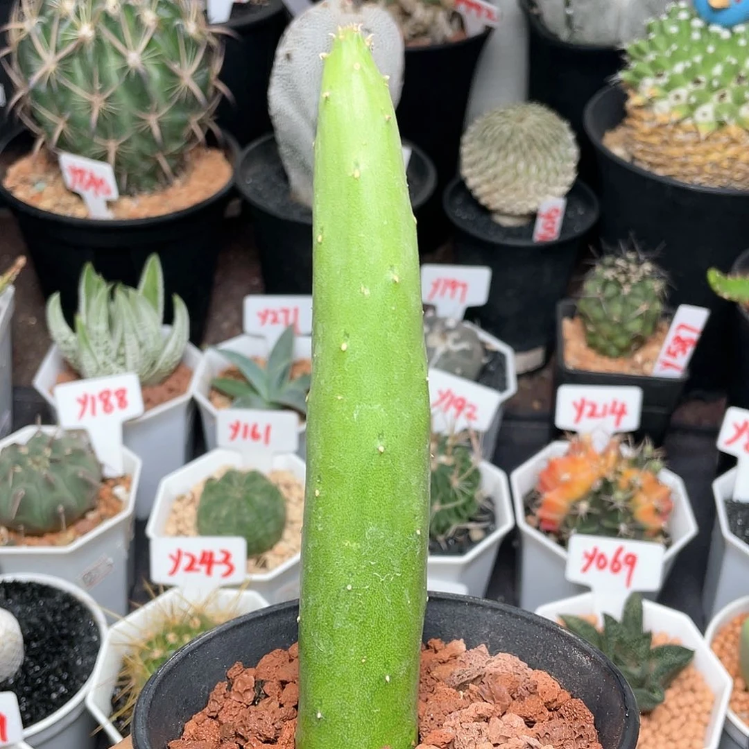 夏丸菊红花仙人球