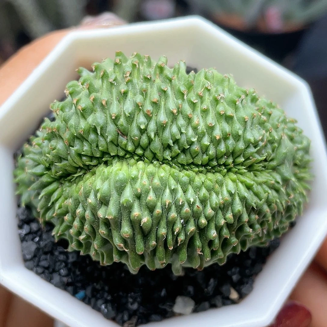法丽达缀化仙人球多肉