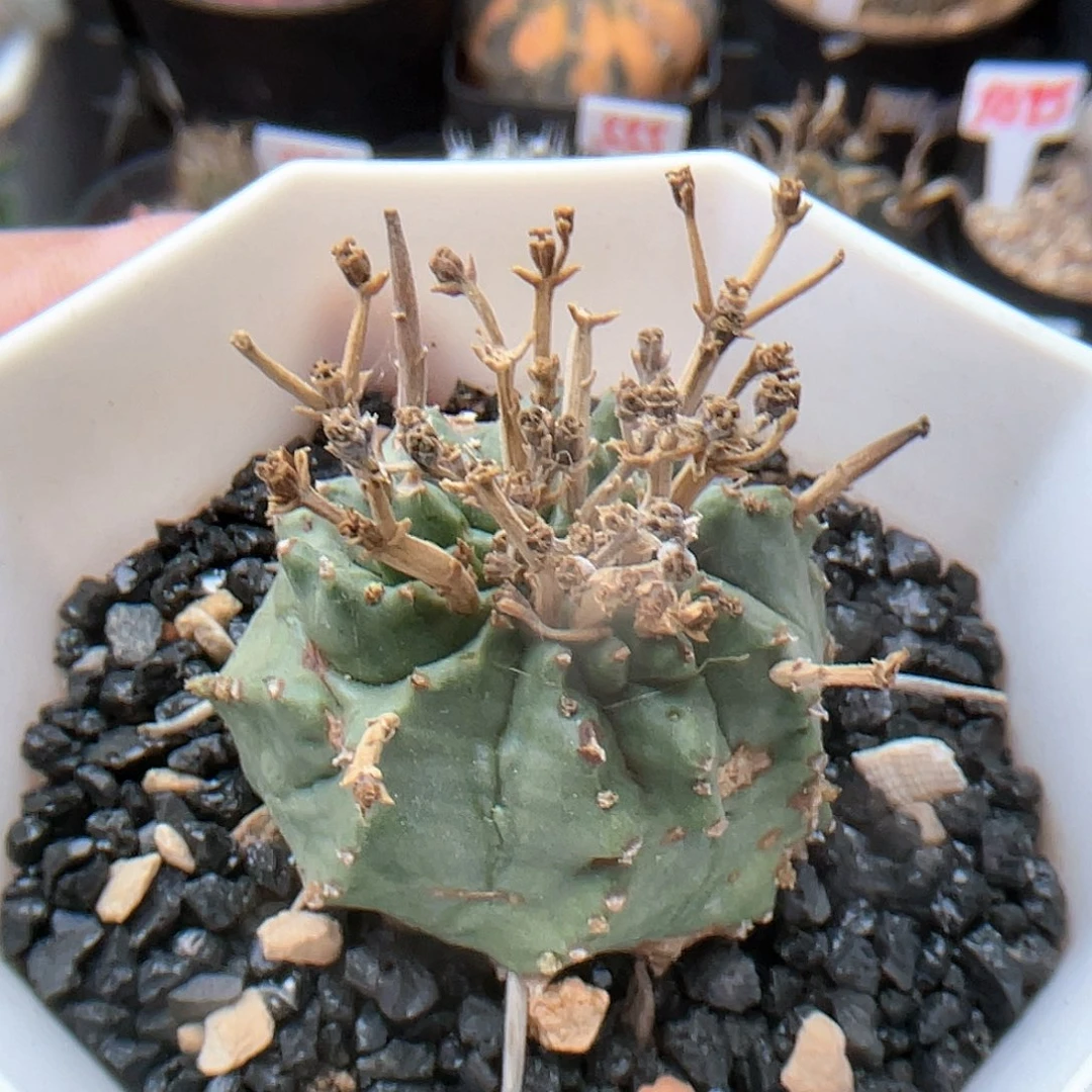 狂刺法丽达 大戟科
