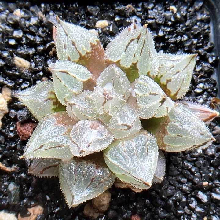 实生丸叶全窗蜡笔仙人球多肉