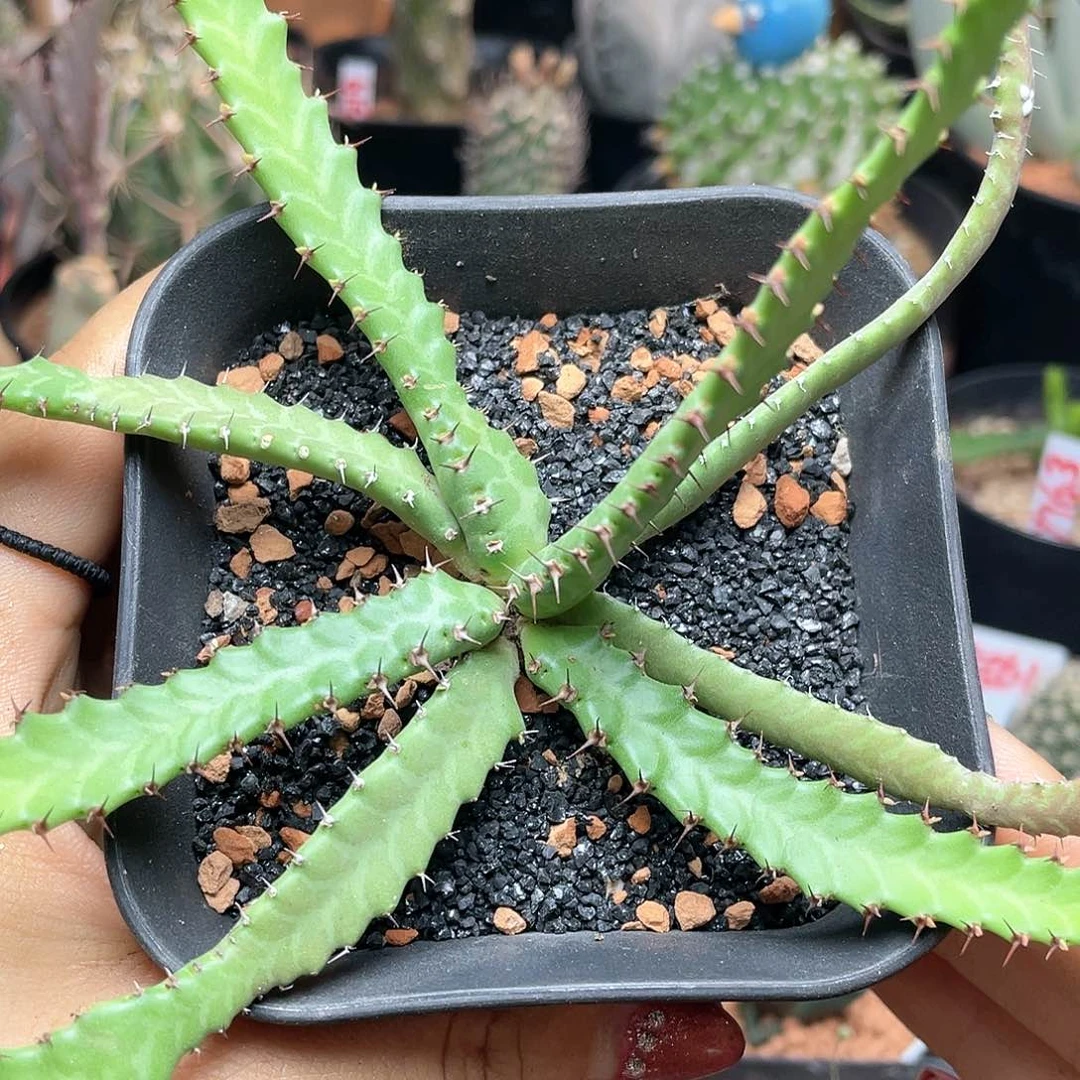 实生萝卜根飞龙大戟仙人球7