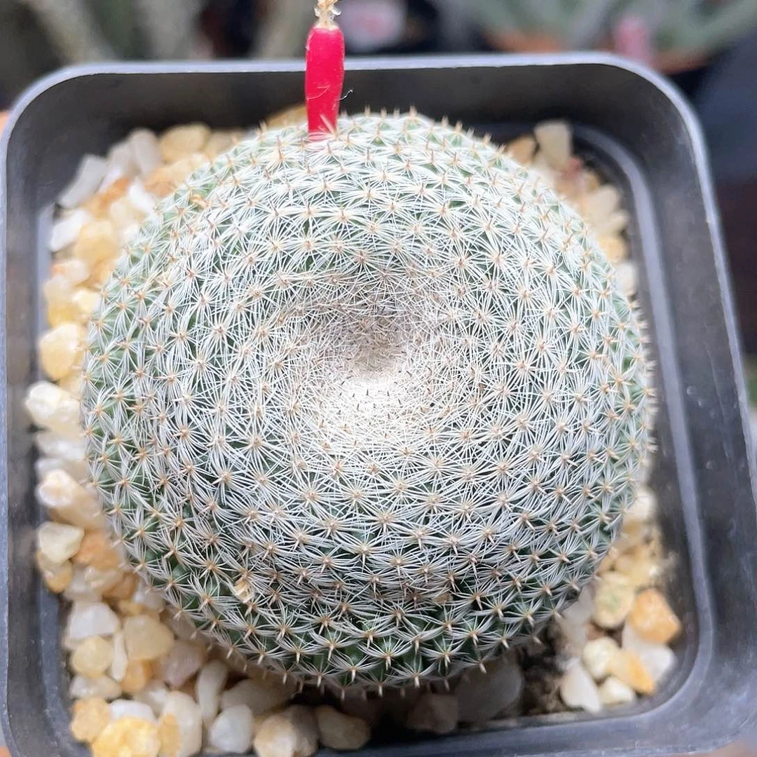 实生白绢丸仙人球