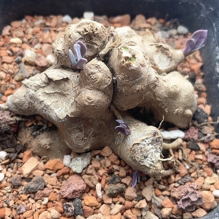 块根紫龙冠仙人球