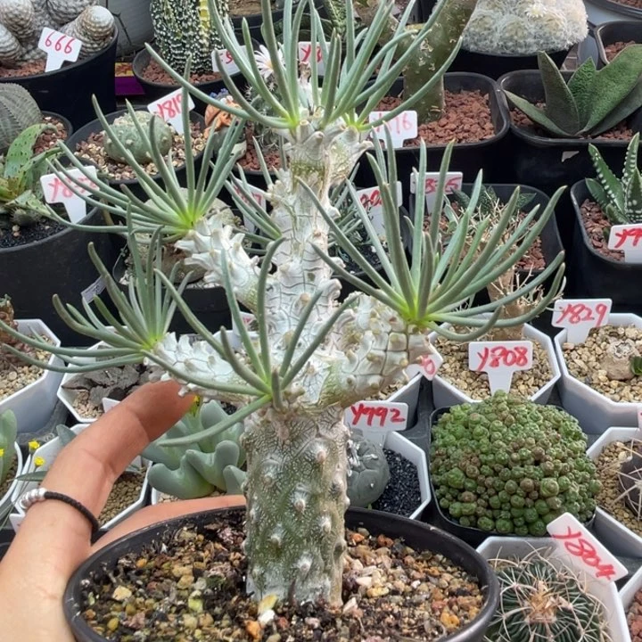 钟馗老桩奇峰锦属无根