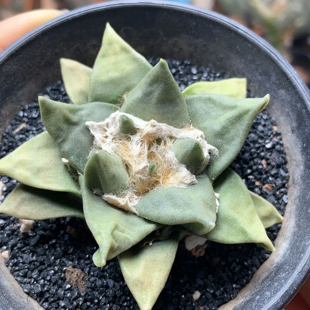 实生龙角牡丹仙人球多肉