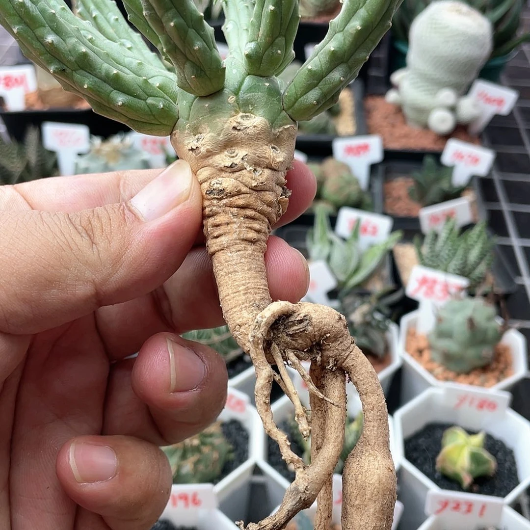 实生九头龙 大块根