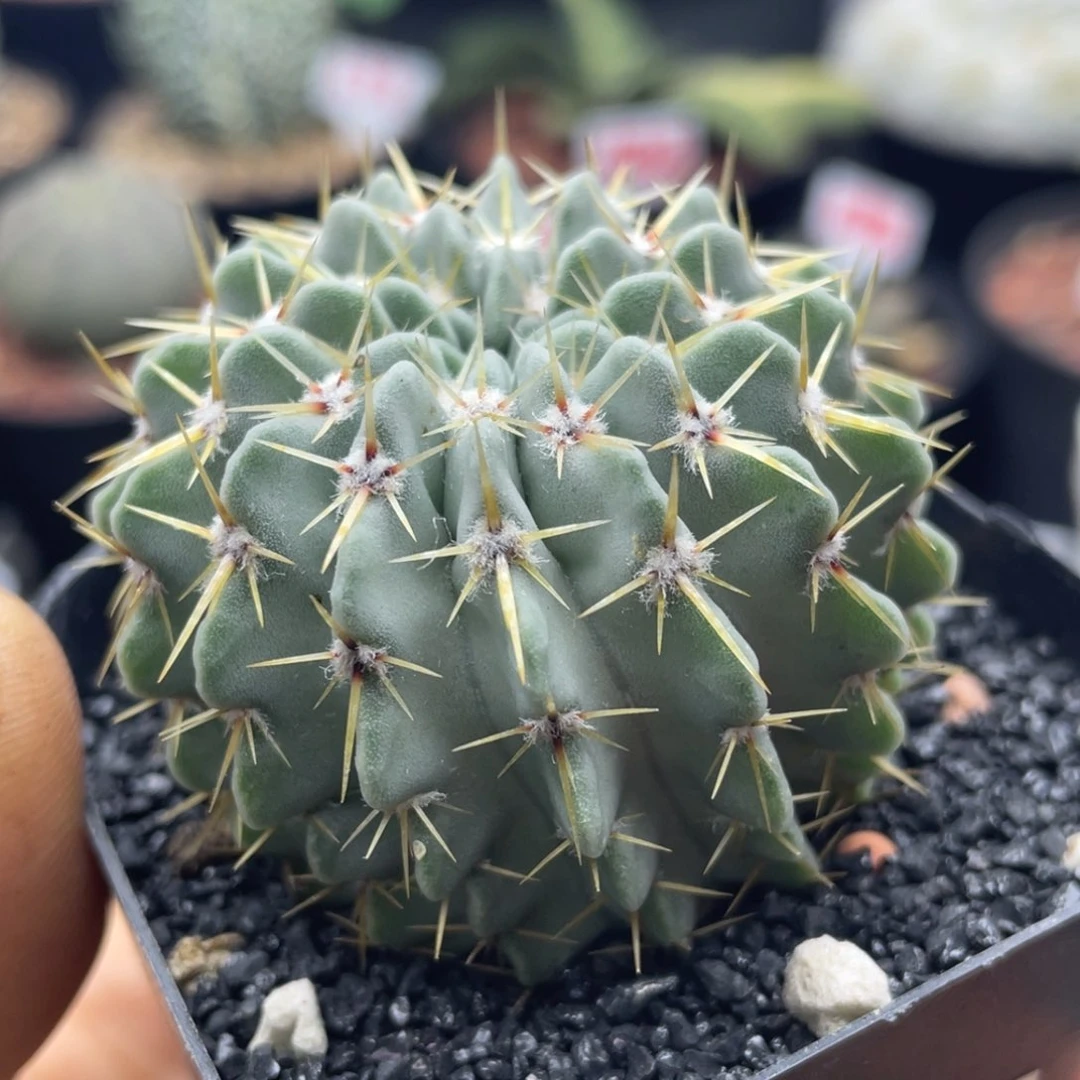 实生欧洲白狮子仙人球