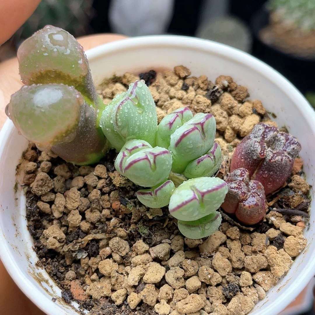 肉锥群整盆出仙人球