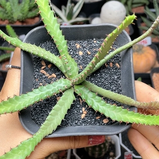 实生萝卜根飞龙大戟仙人球