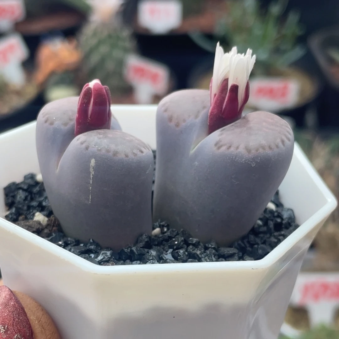 双头少女粉生石花仙人球