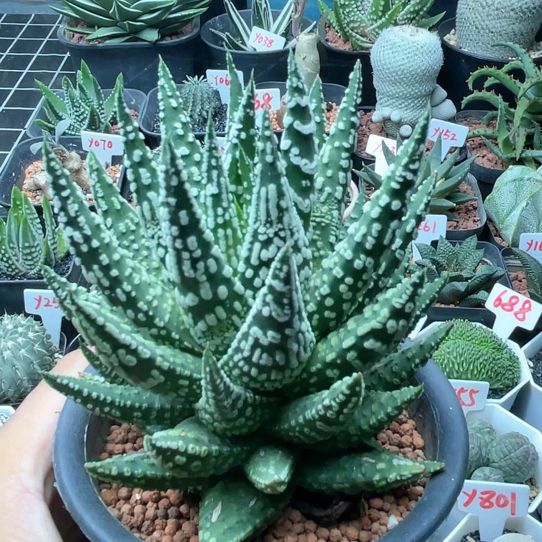 实生天使泪珠杂