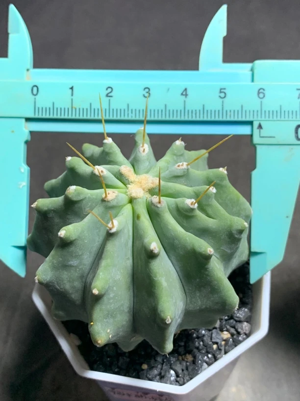 实生无刺王冠龙 蓝绿皮肤 一物一拍包邮非偏远