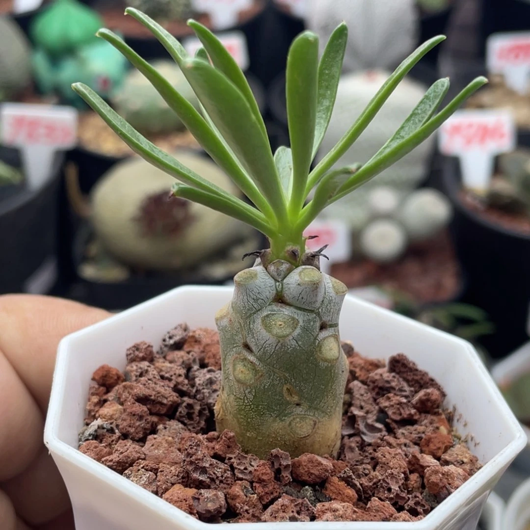 阿魁 致远多肉植物