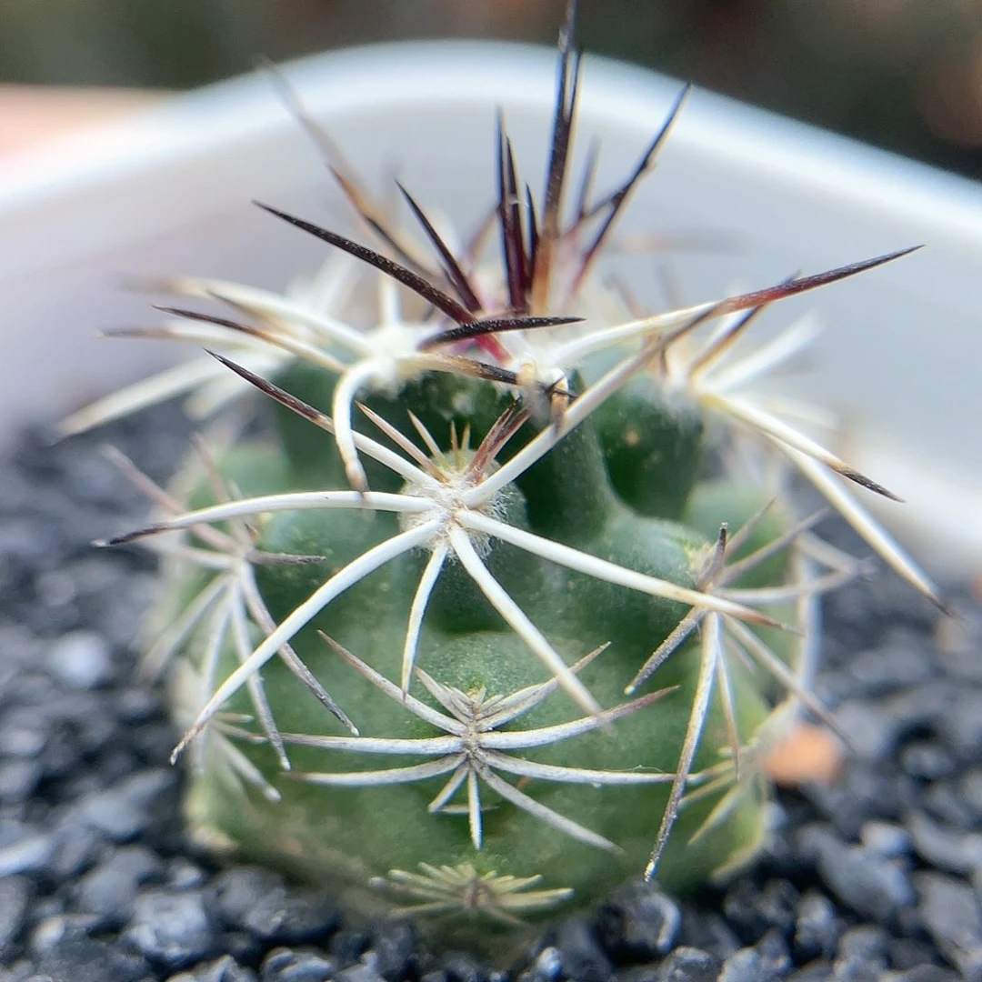 实生达氏青花虾仙人球1