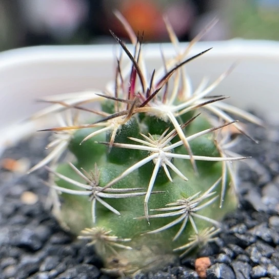 实生达氏青花虾仙人球1