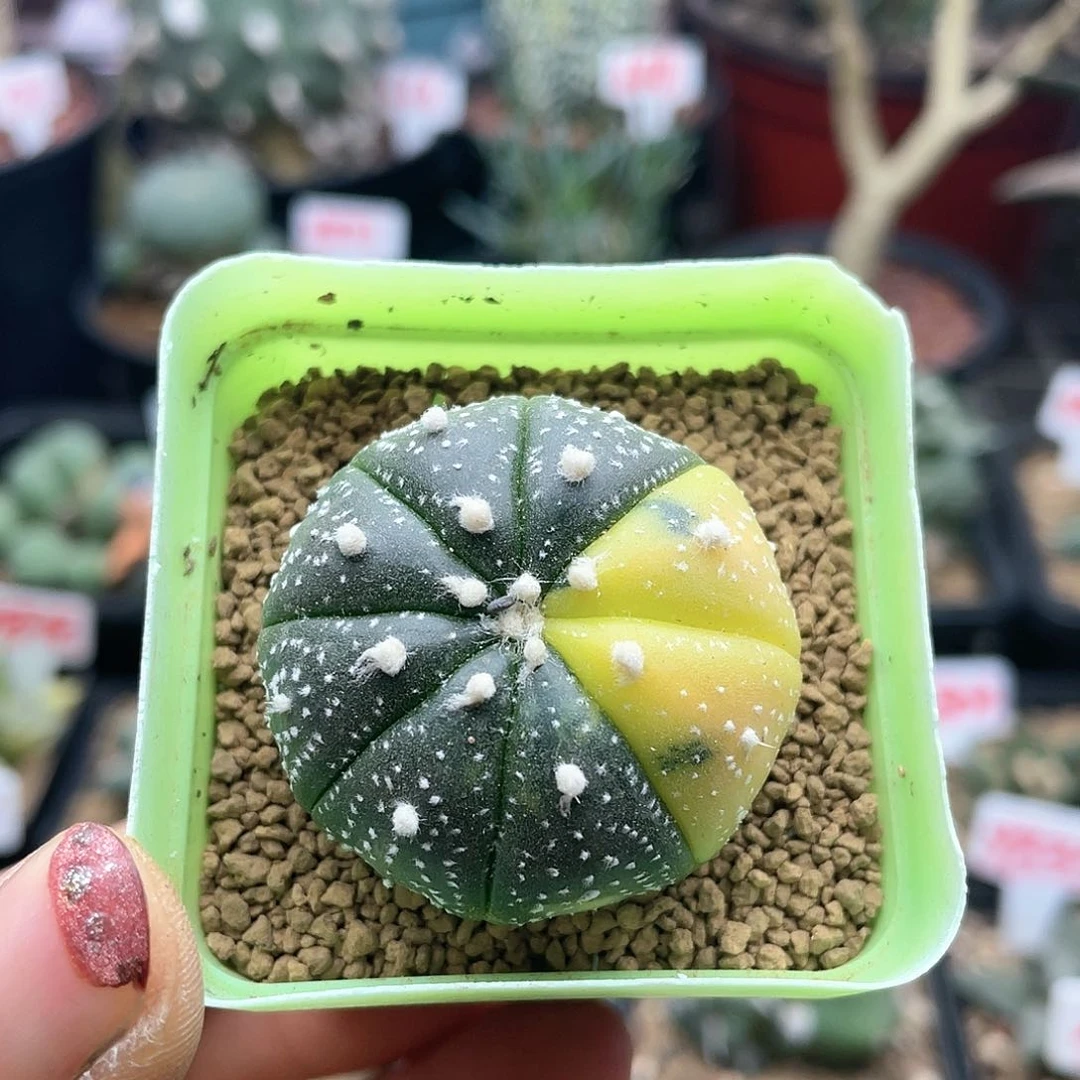 实生云海兜锦仙人球多肉