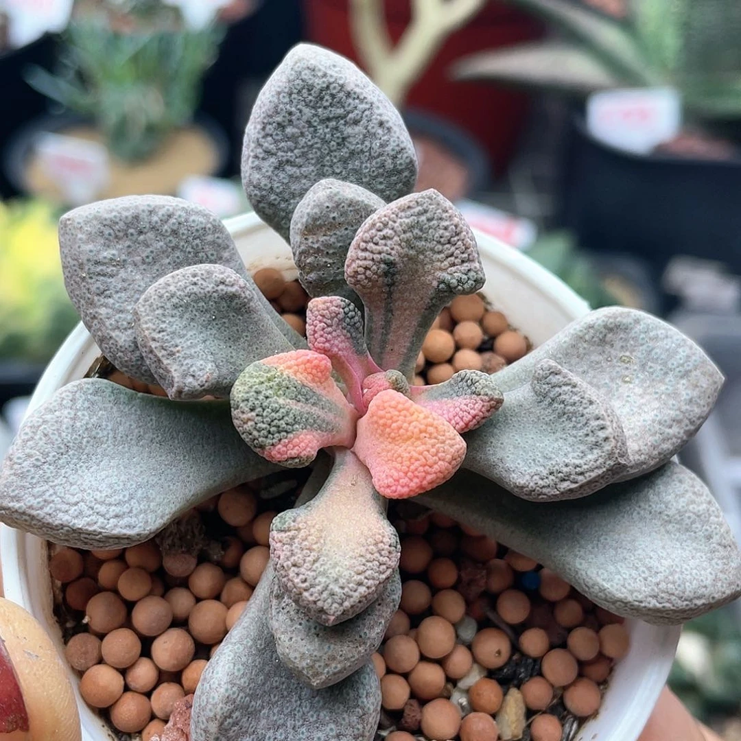 实生唐扇锦仙人球