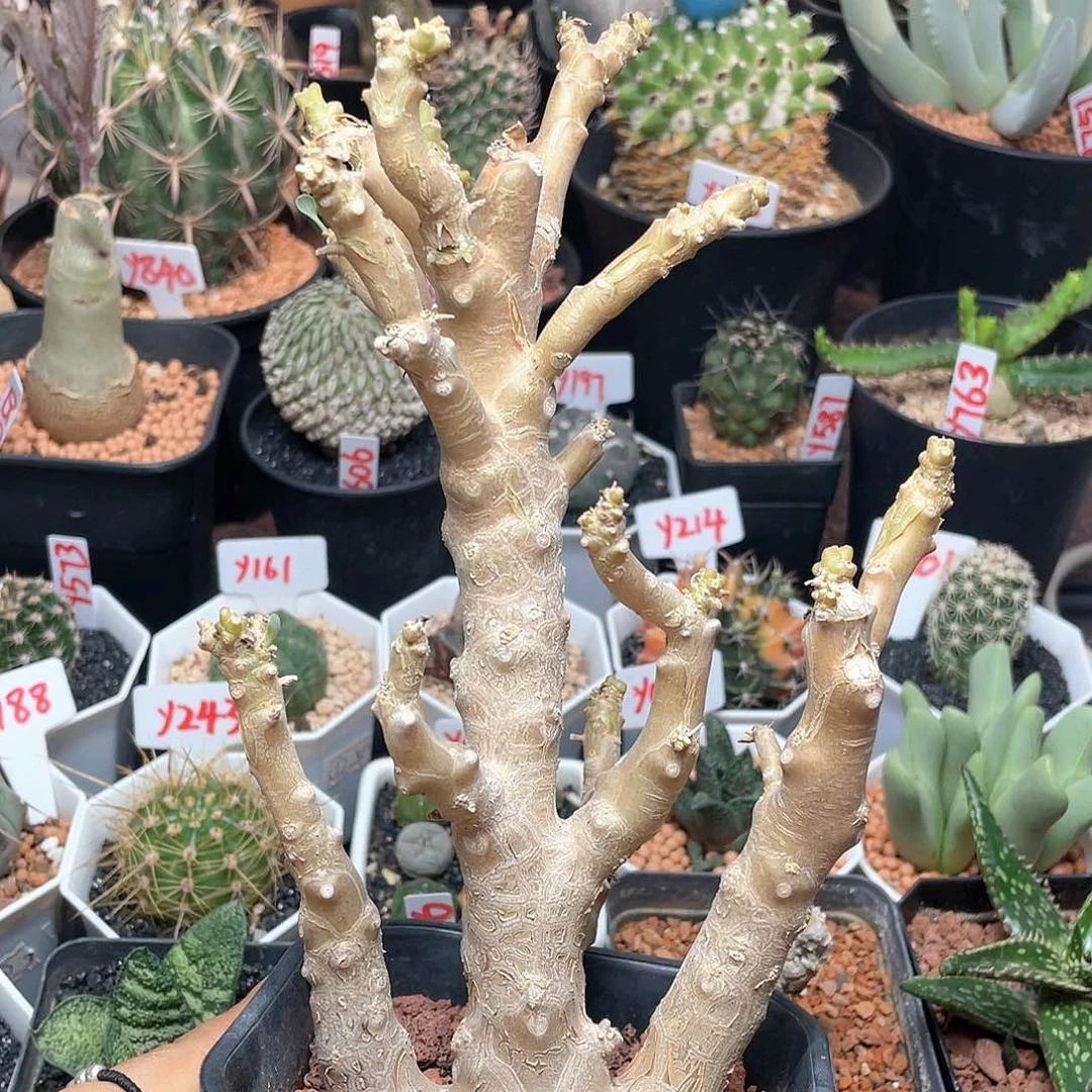 实生美尻刨花厚敦菊仙人球