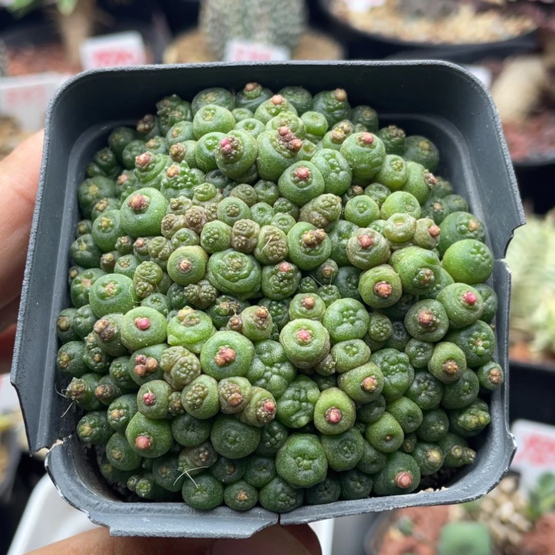 小尤高沙一点红仙人球