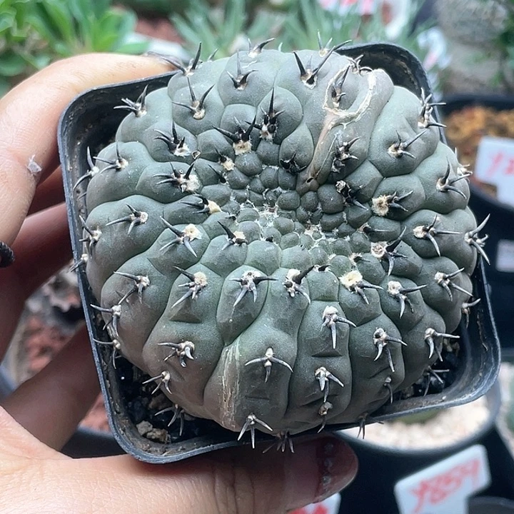 短豪刺黑刺凤头缀化仙人球