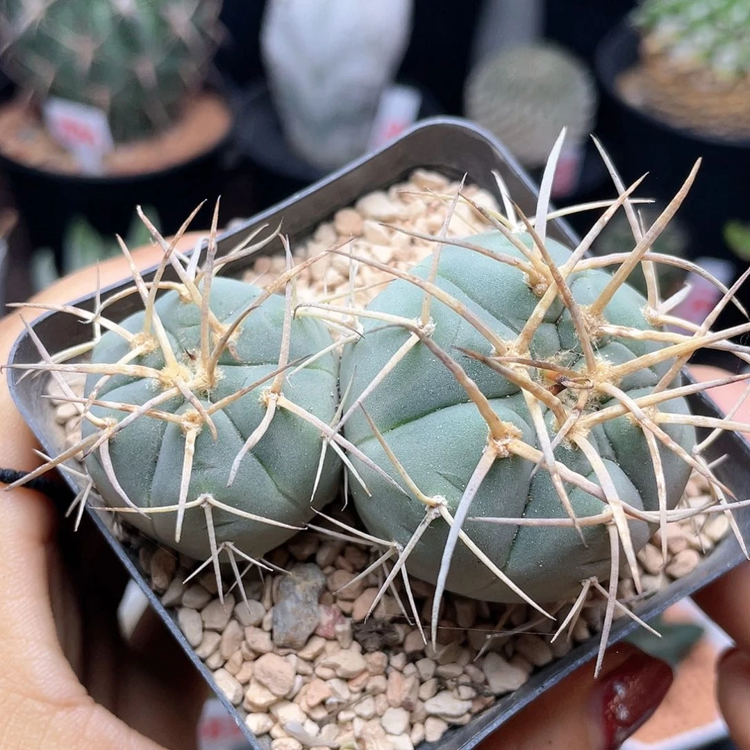实生双头强刺渡边光淋玉仙人球