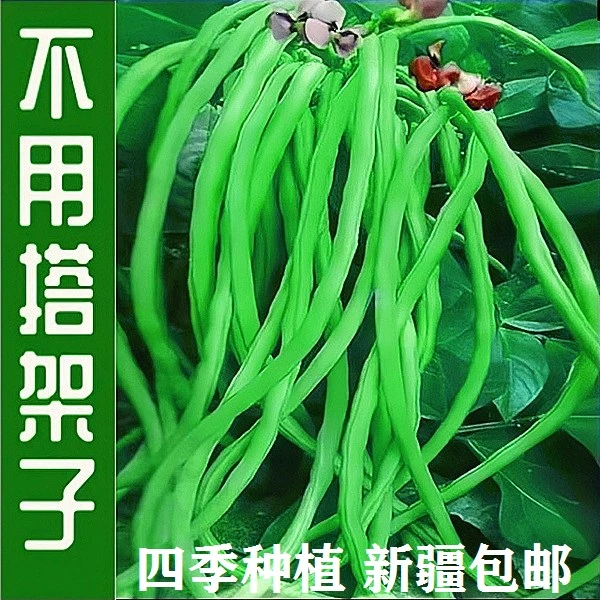 【新疆包邮】无架豆角种子四季种植芸豆豇豆种籽盆栽不用搭架无筋