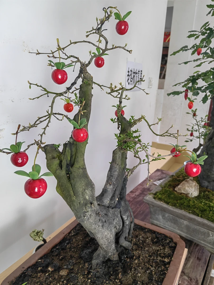 老鸦柿王中王仿真果（20颗一件）