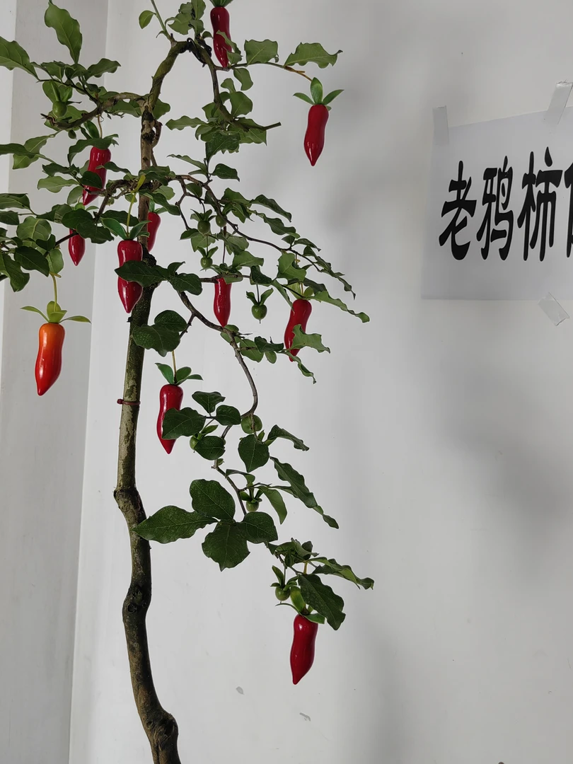 老鸦柿梦之雫仿真果（20颗）