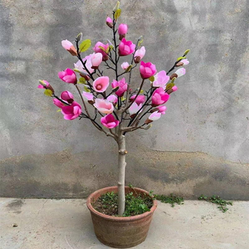 矮化嫁接玉兰花带花苞兰花发货容易种植非常耐寒红黄白玉兰花