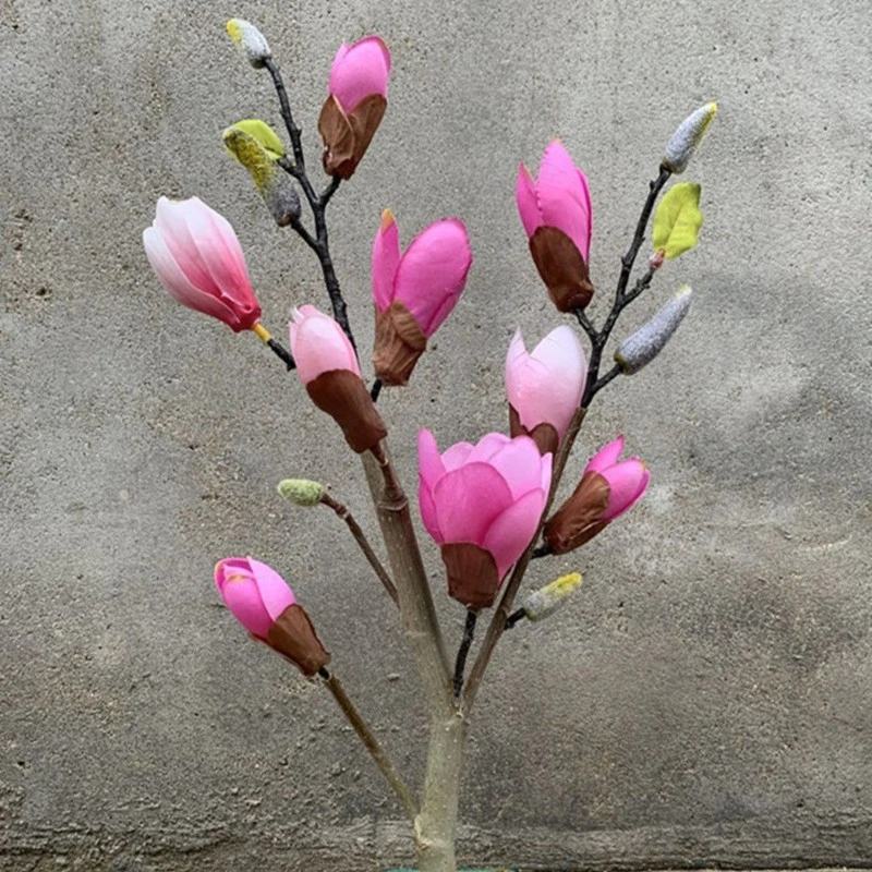 2年矮化嫁接玉兰花带花苞兰花发货容易种植非常耐寒红黄白玉兰花