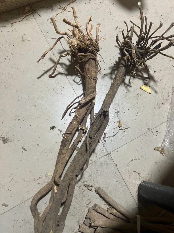 甘肃原产地老黄芪整根