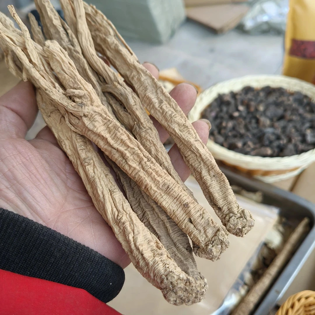 甘肃大山上踩挖的老党参原汁原味无硫泡酒