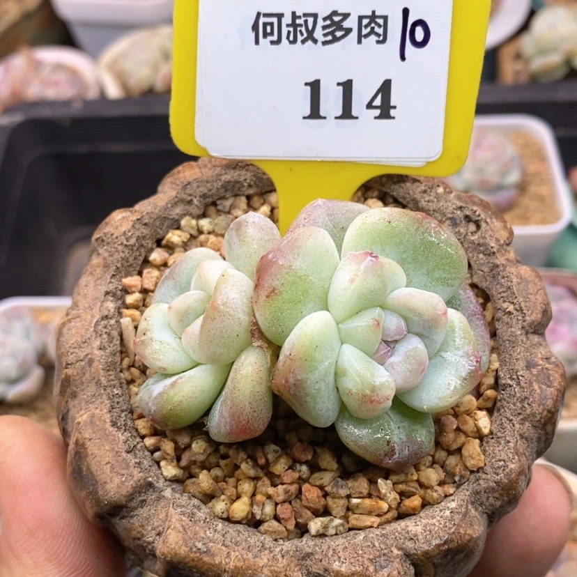 【闪购商品】佛****）10114白方，冰玉多肉