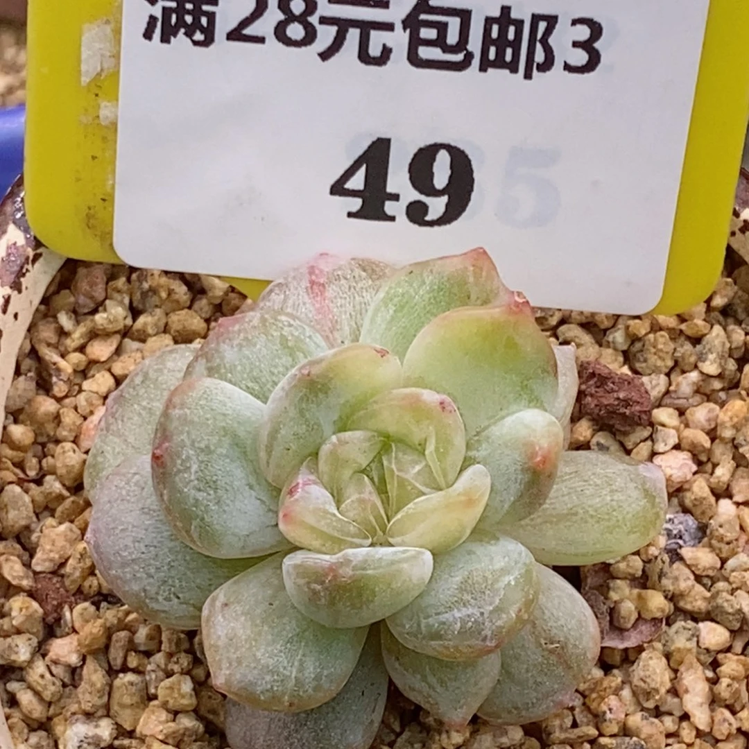 349白恋石化黄锦多肉植物
