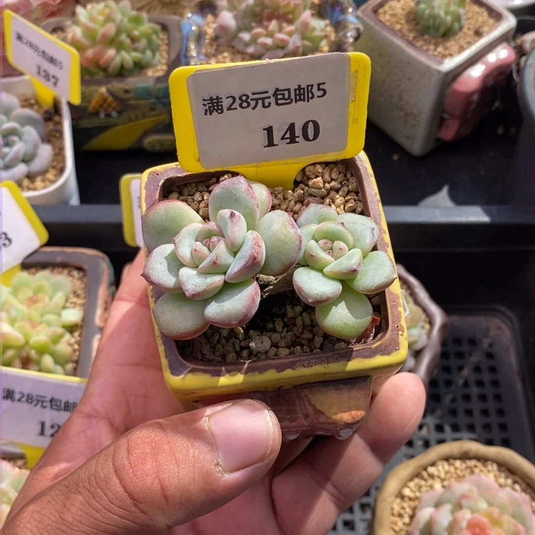 徐*风5140泡芙老桩多肉……