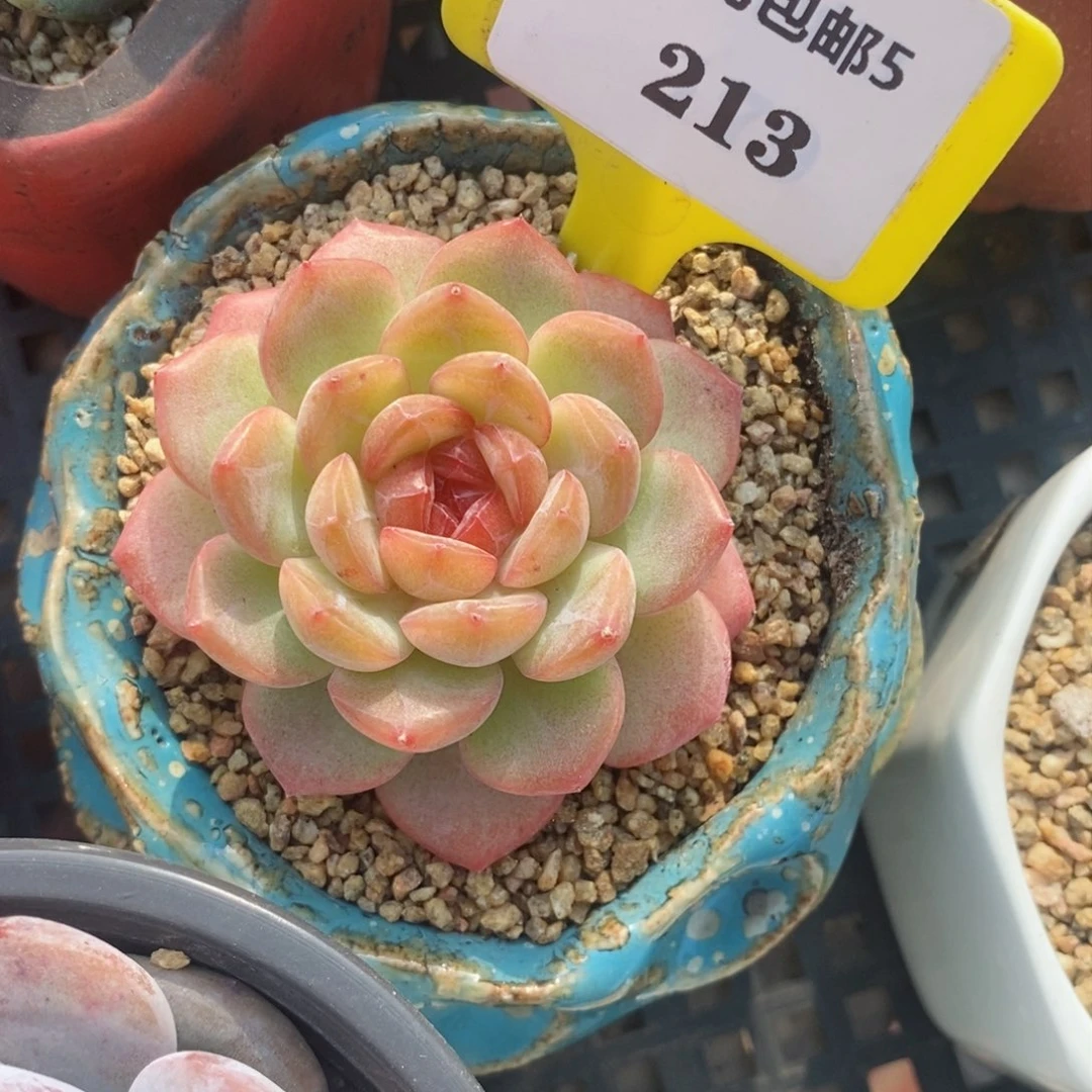 5213琴心多肉植物……