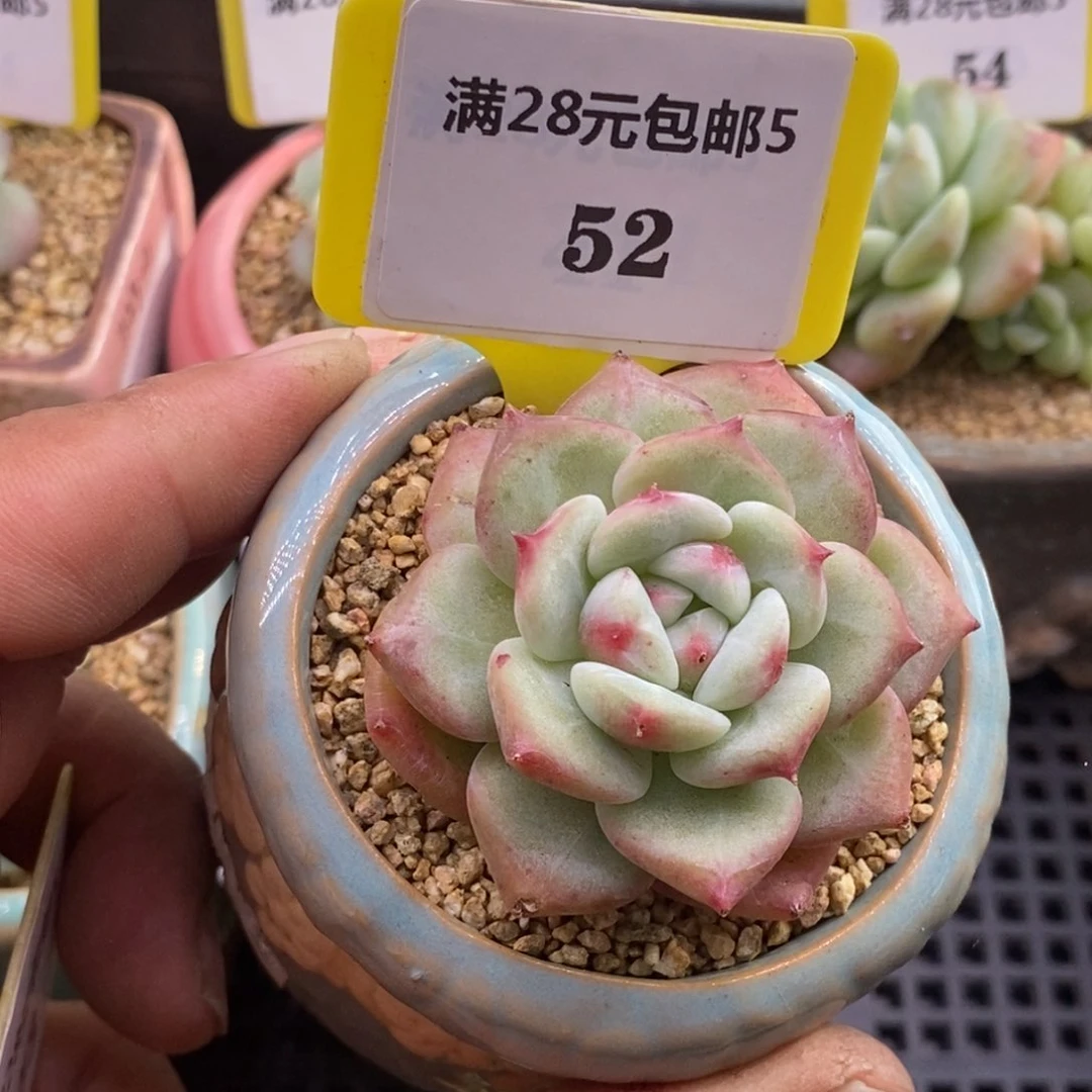 552圆脸白拉糖老桩多肉植物