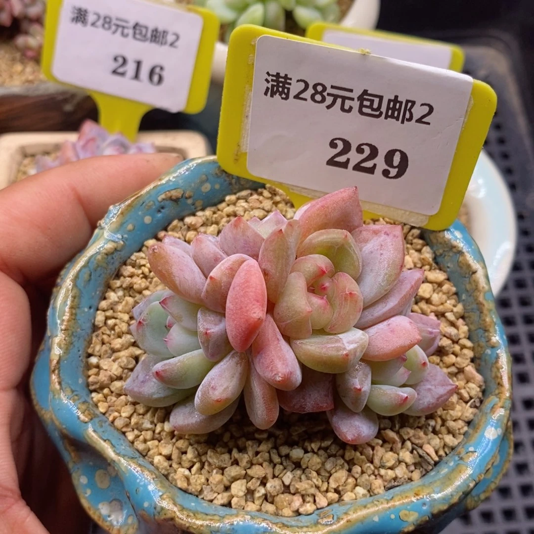 兔****✨2229石榴仔四头带锦多肉植物