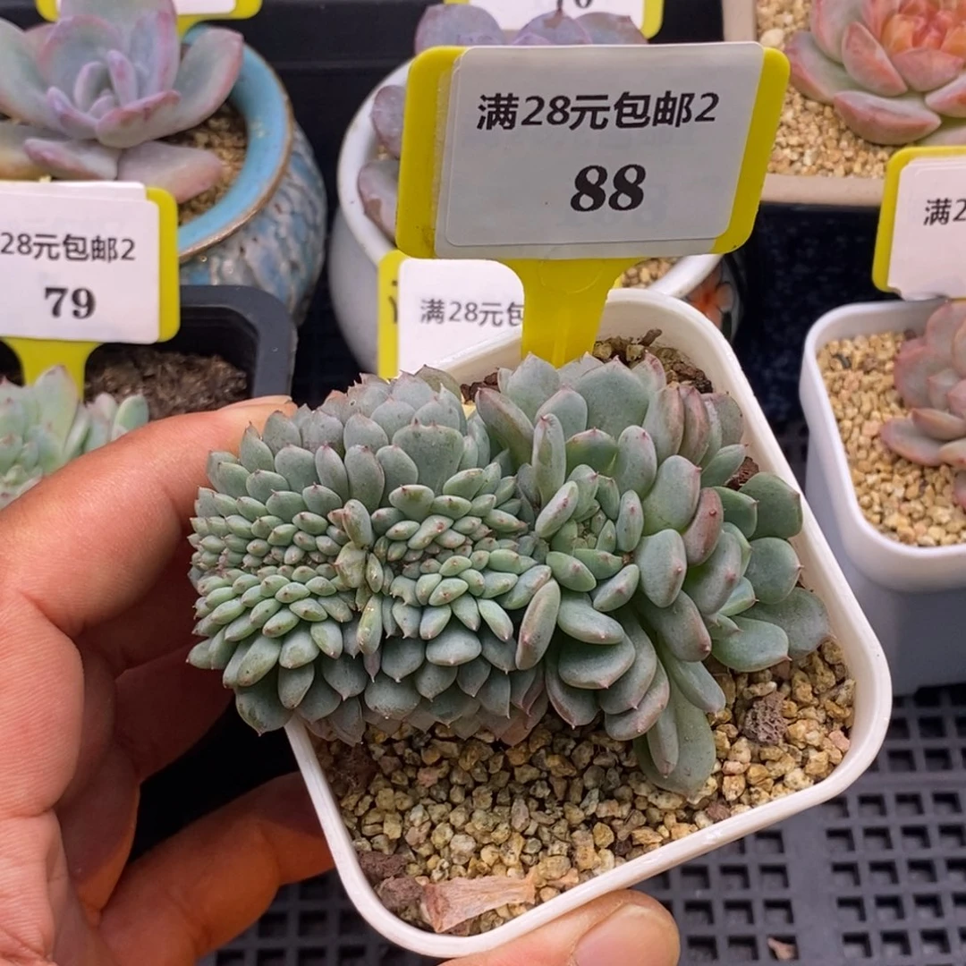 288白胖子缀多肉……