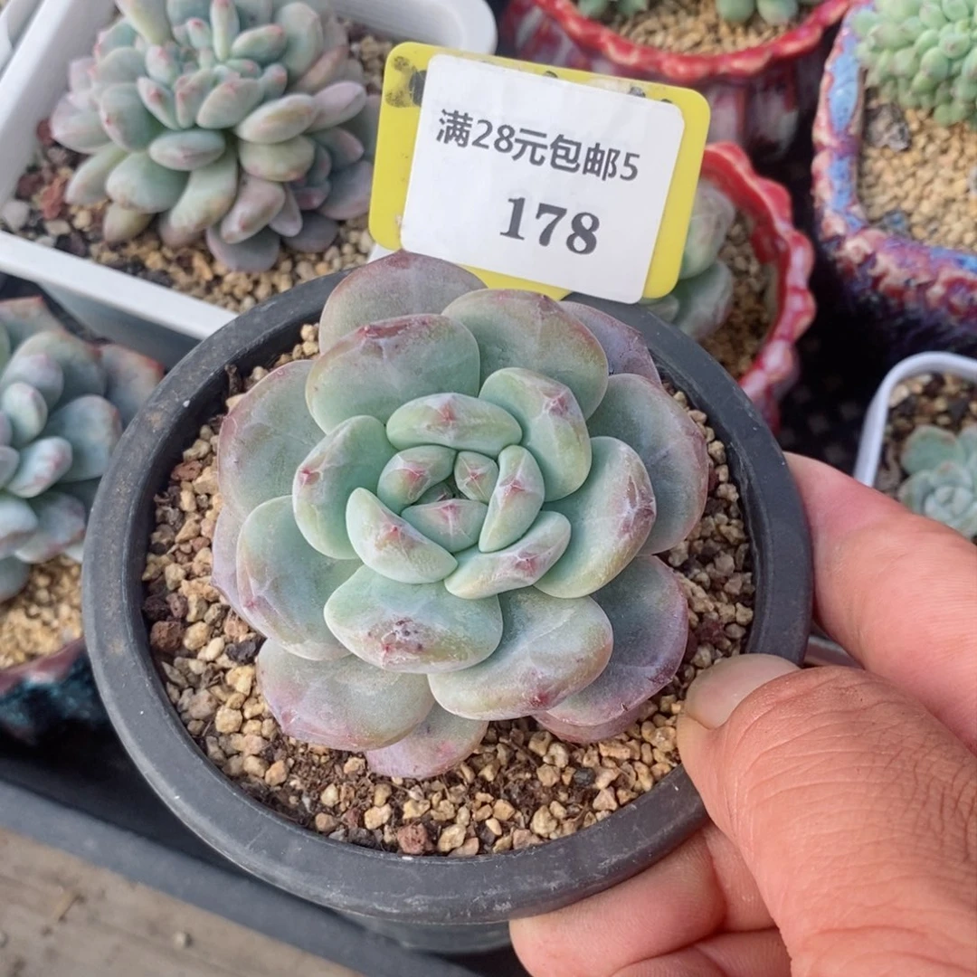 5178老桩石榴仔星影多肉植物