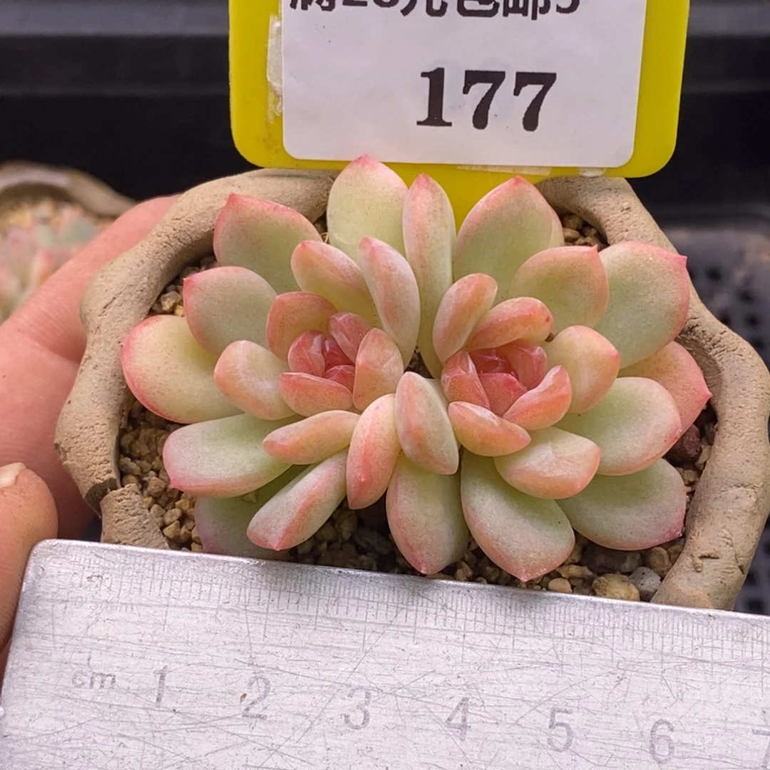 3177琴心双多肉……